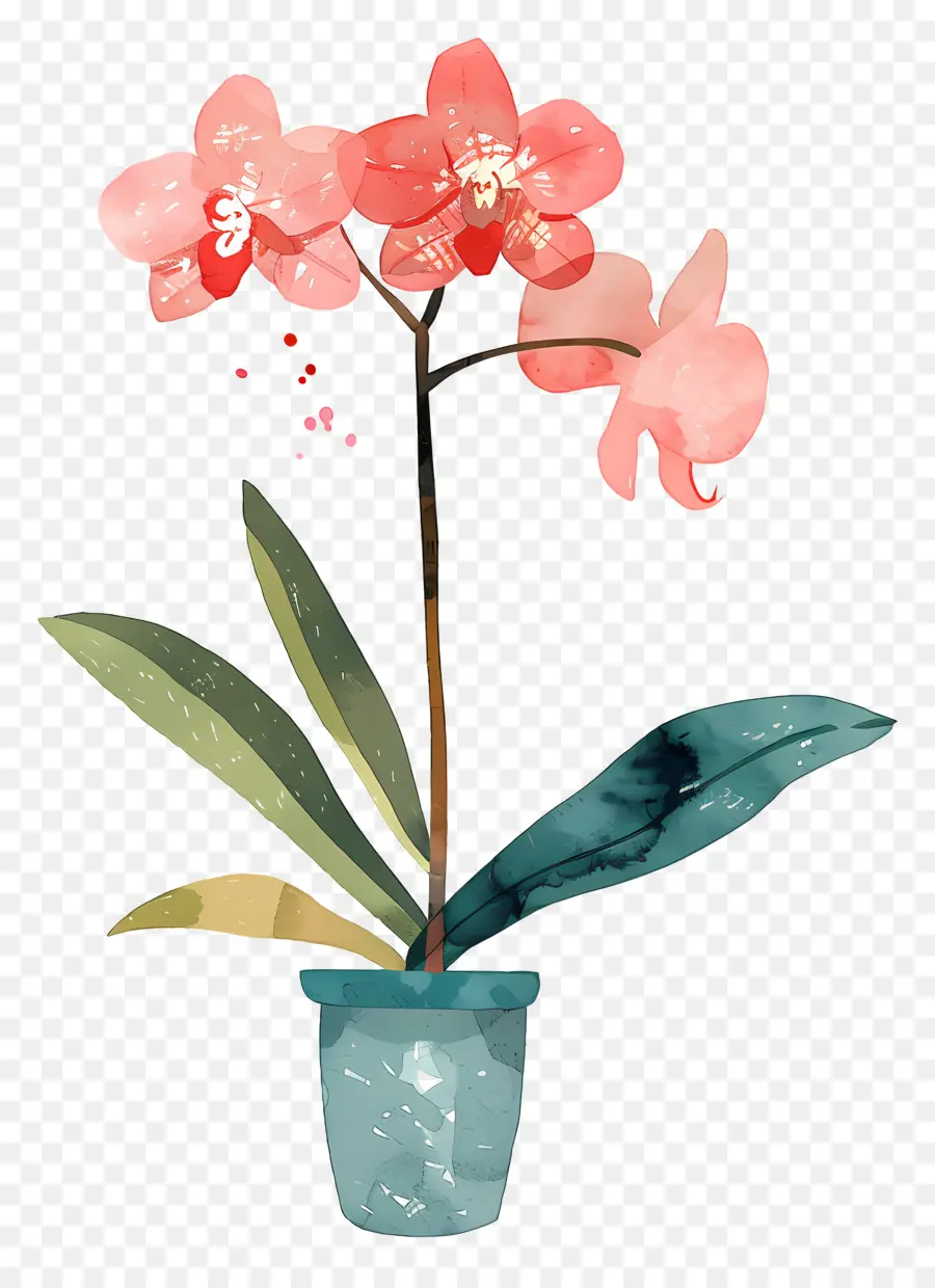 Anggrek，Pink Orchid PNG