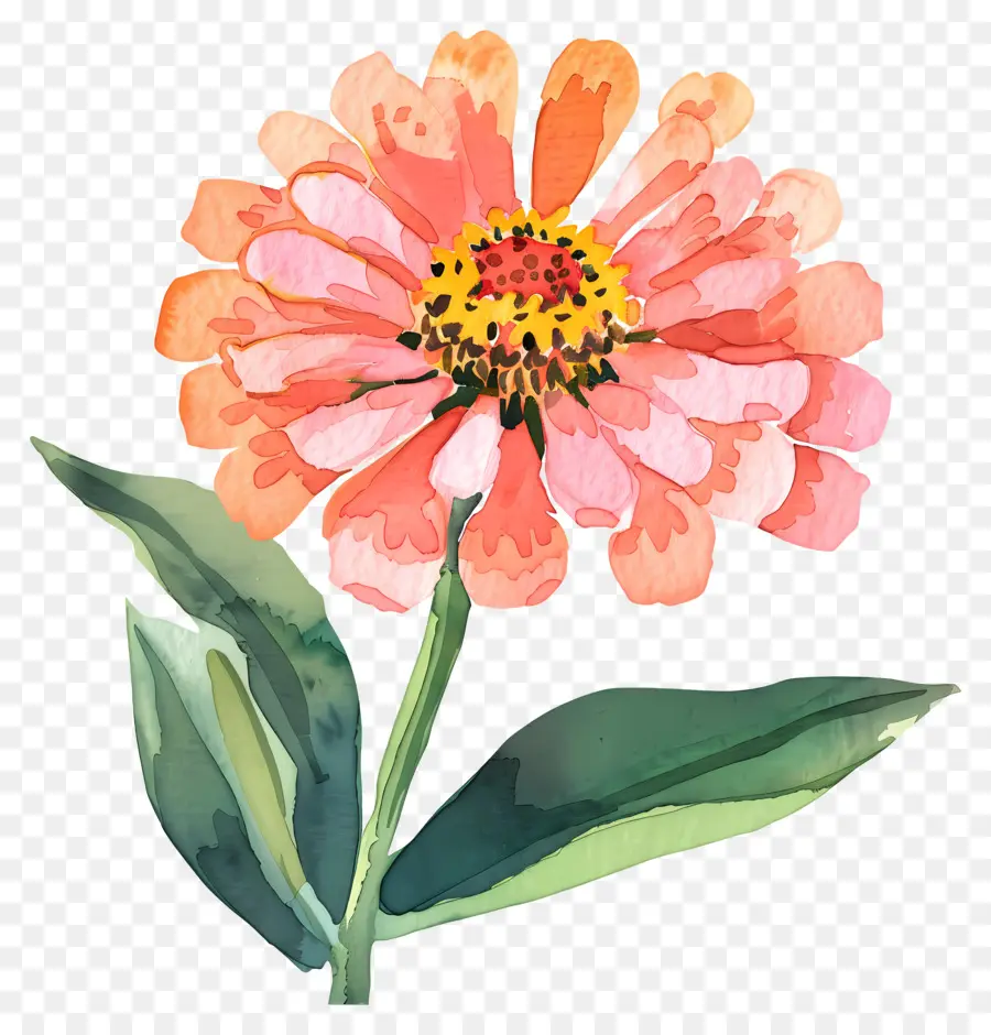 Zinnia，Bunga Merah Muda PNG