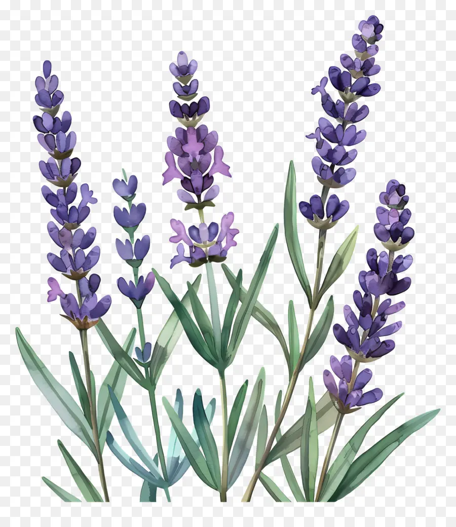 Lavender，Lukisan Lavender PNG