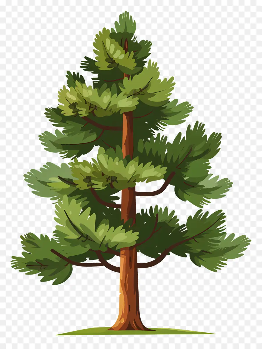 Pohon Pinus，Conifer PNG