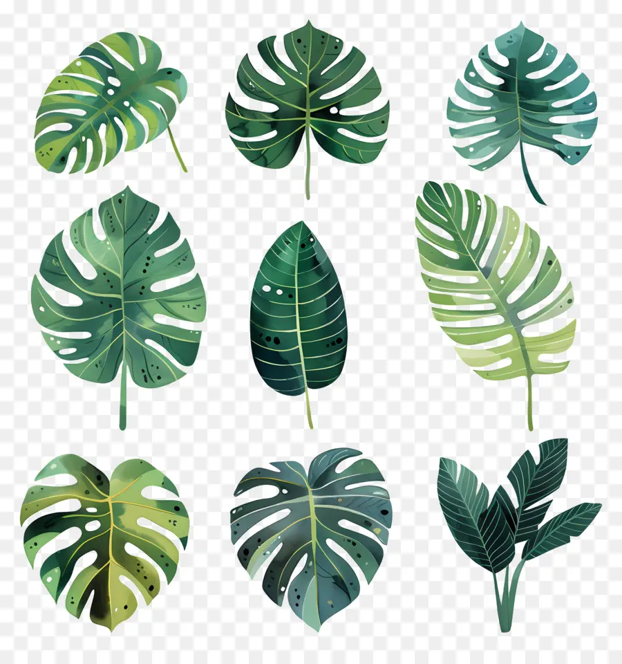 Monstera，Daun Tropis PNG