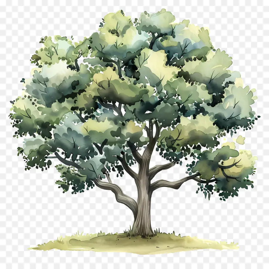 Pohon Ek，Pohon Berdaun Lebar PNG