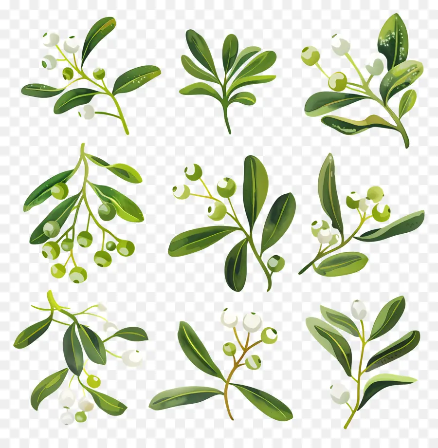 Mistletoe，Daun Mossy PNG