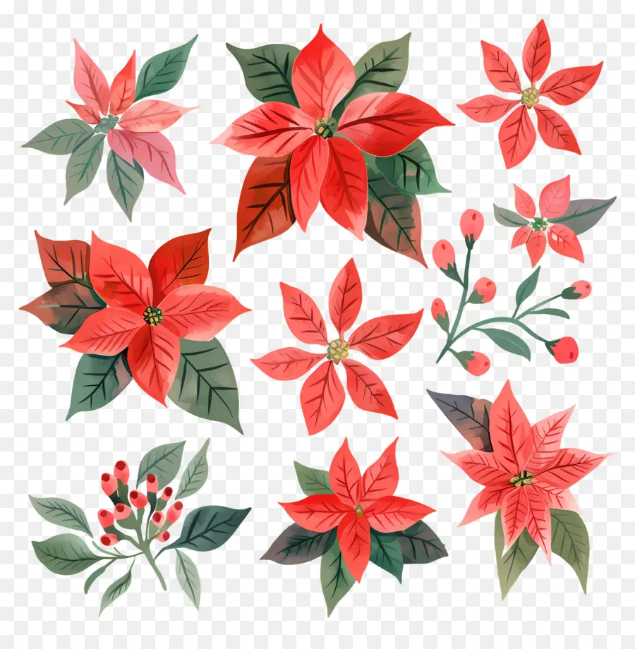 Poinsettia，Bunga Merah Dan Hijau PNG