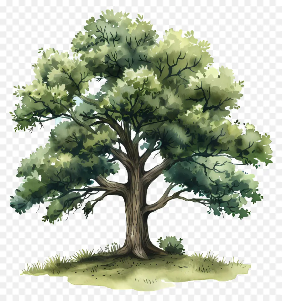 Pohon Ek，Hijau Daun PNG