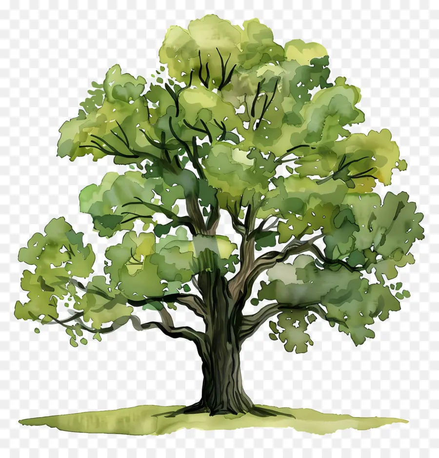 Pohon Ek，Alam PNG