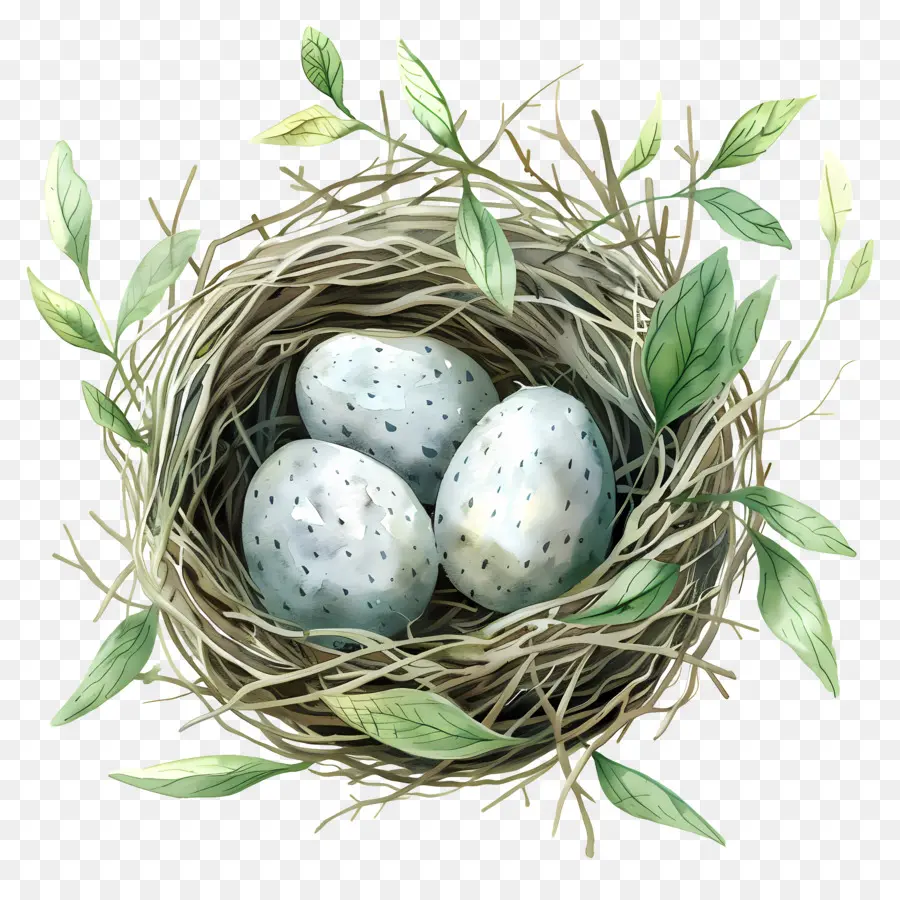 Sarang，Telur Burung PNG