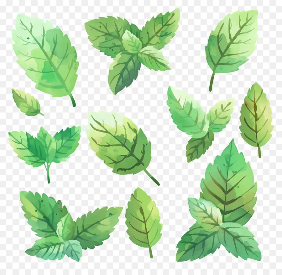 Permen，Daun Mint PNG