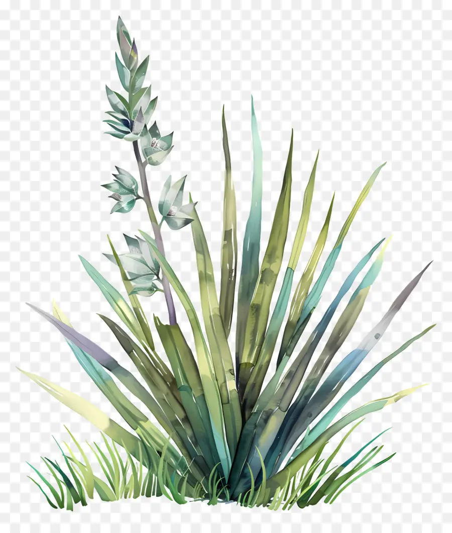 Yucca，Tanaman PNG