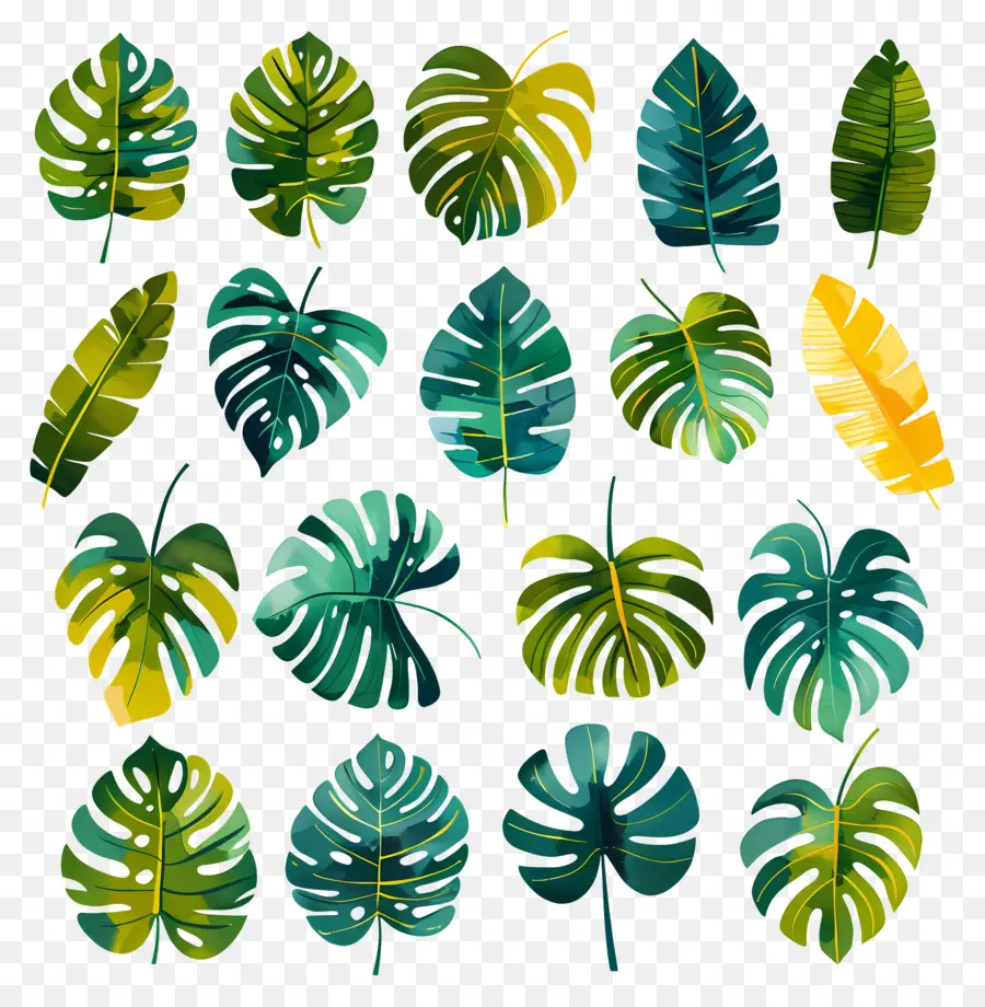 Monstera，Daun Tropis PNG