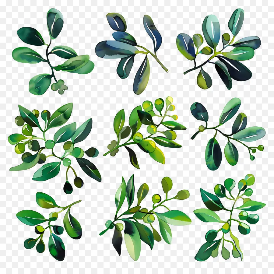 Mistletoe，Hijau Daun PNG