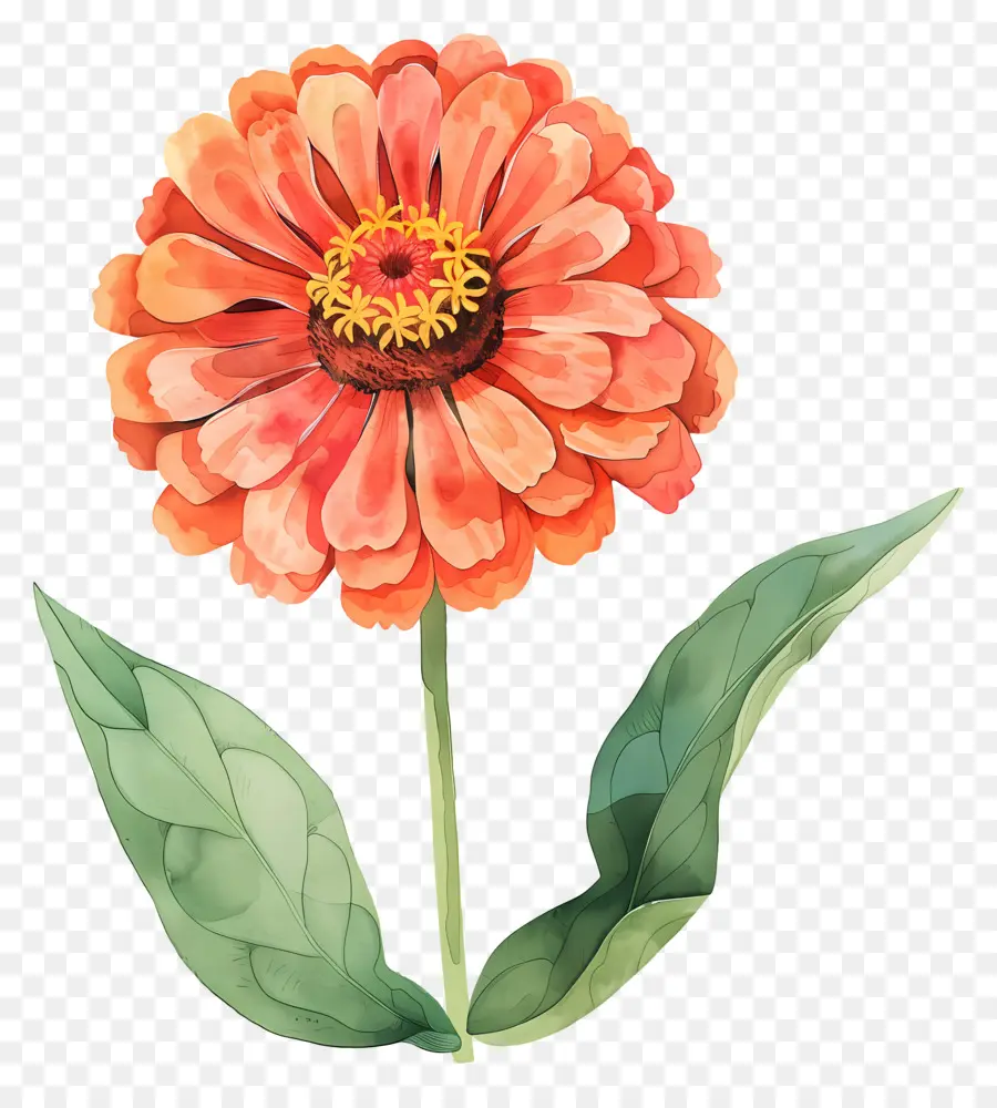 Zinnia，Zinnia Oranye PNG