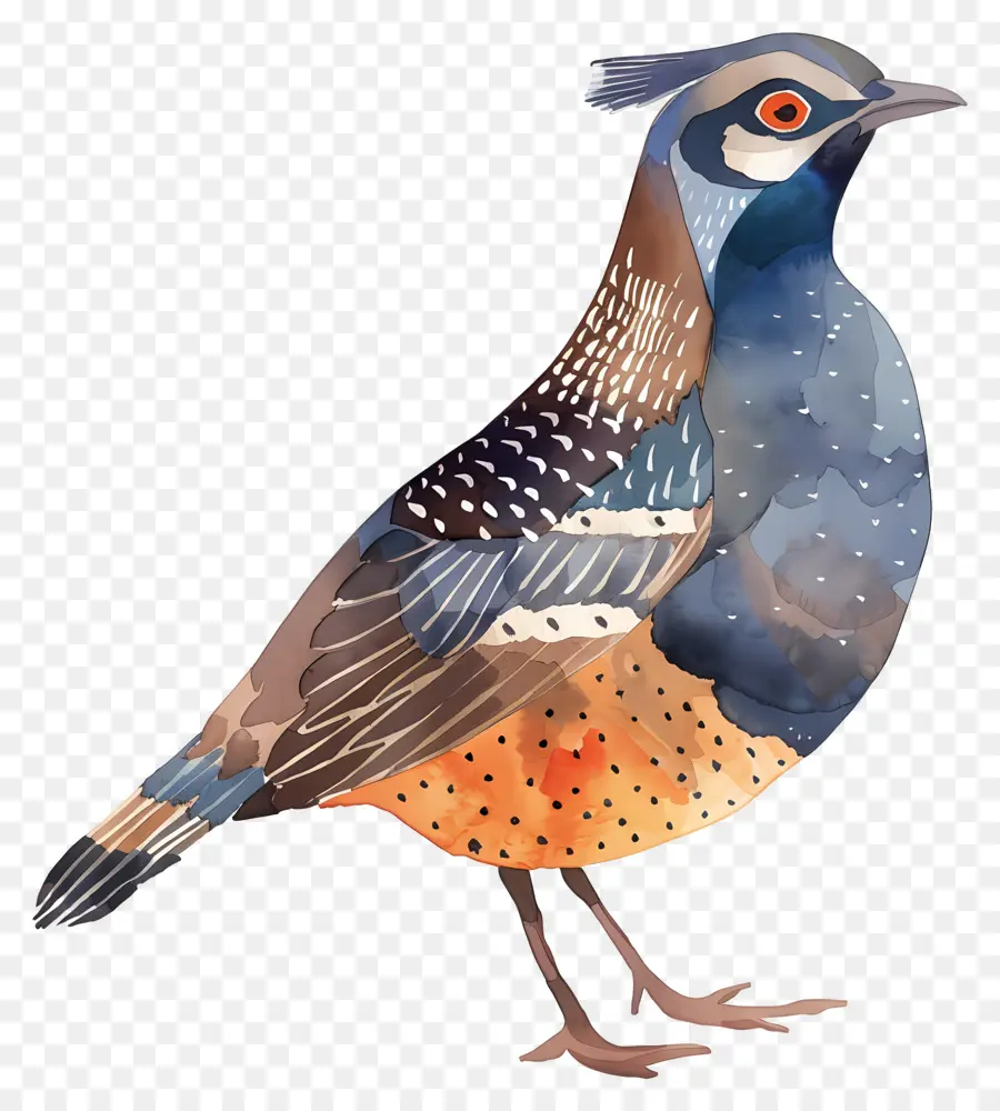 Puyuh，Ilustrasi Burung PNG
