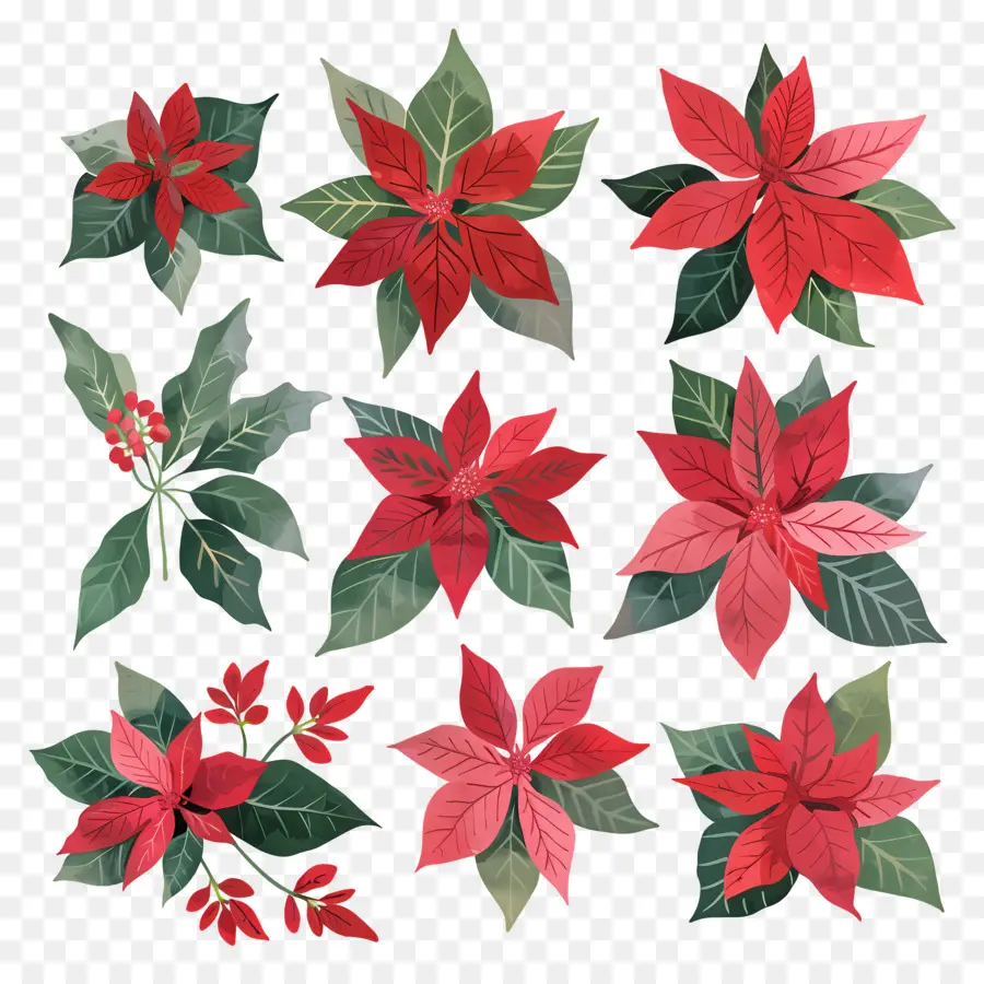 Poinsettia，Bunga Merah Dan Hijau PNG