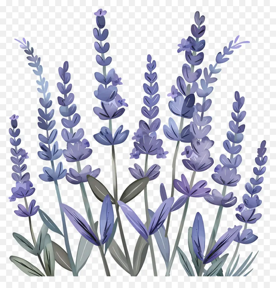 Lavender，Lukisan Cat Air PNG