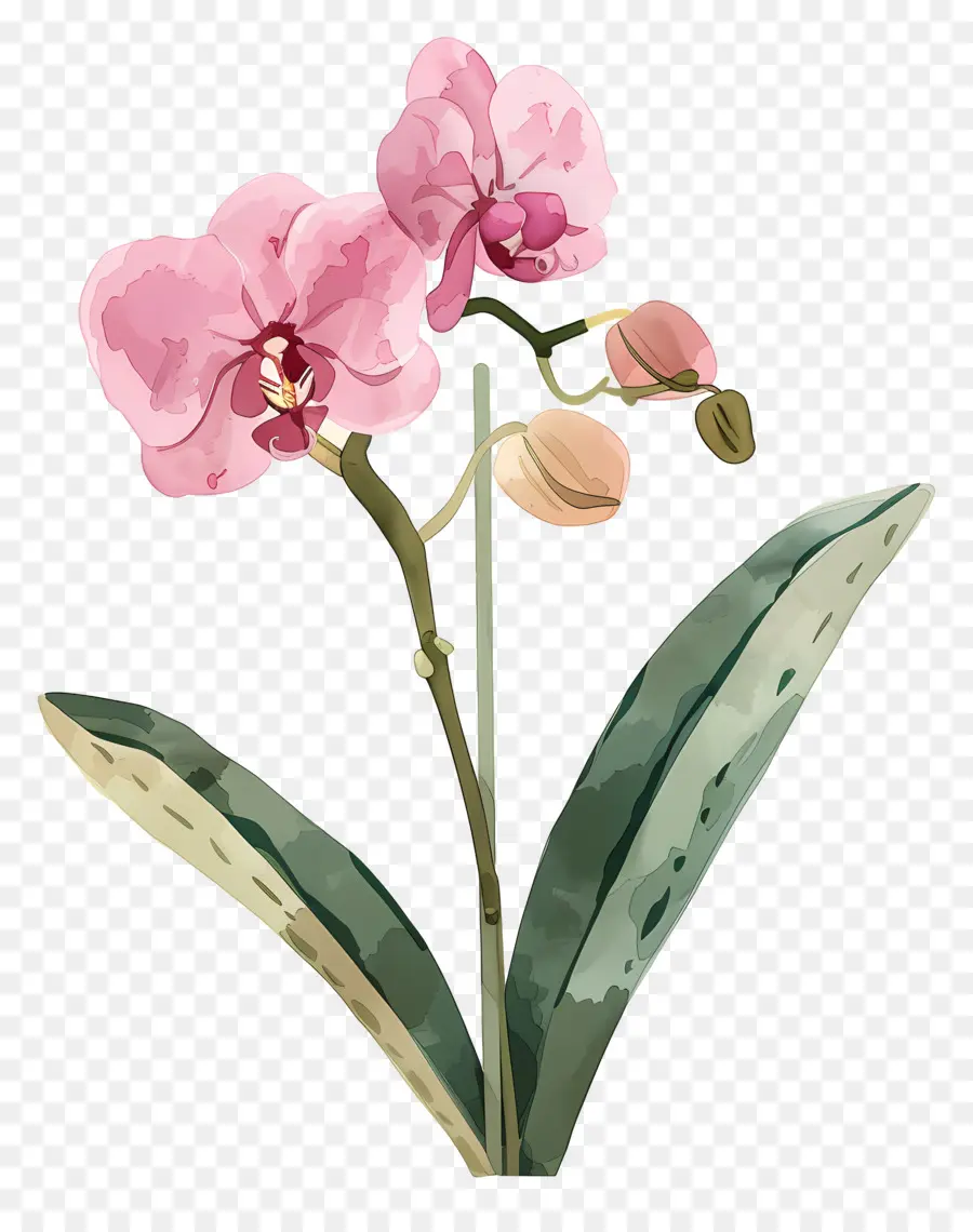 Anggrek，Pink Orchid PNG