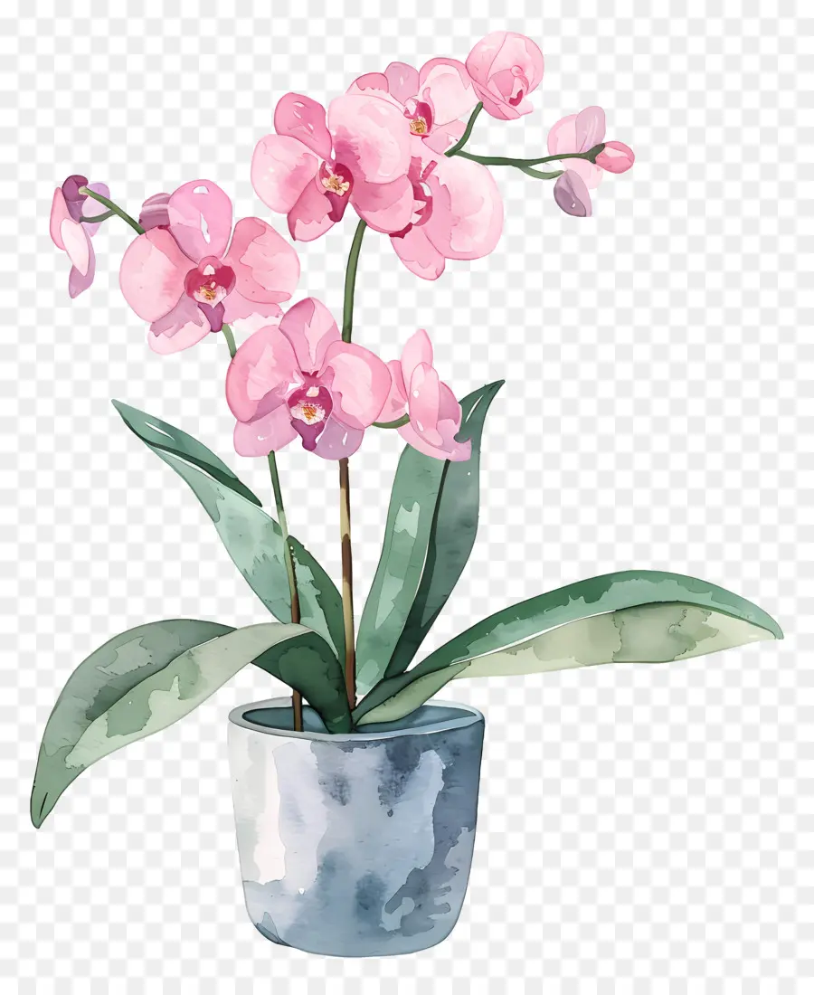 Anggrek，Pink Orchid PNG