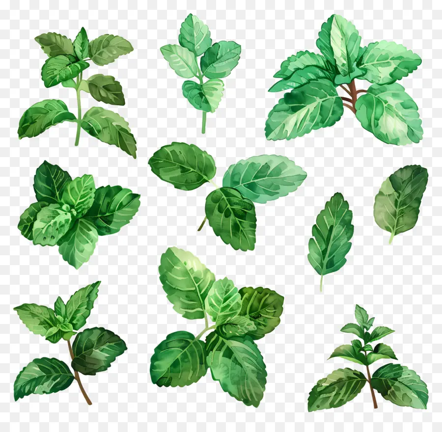 Permen，Daun Mint PNG