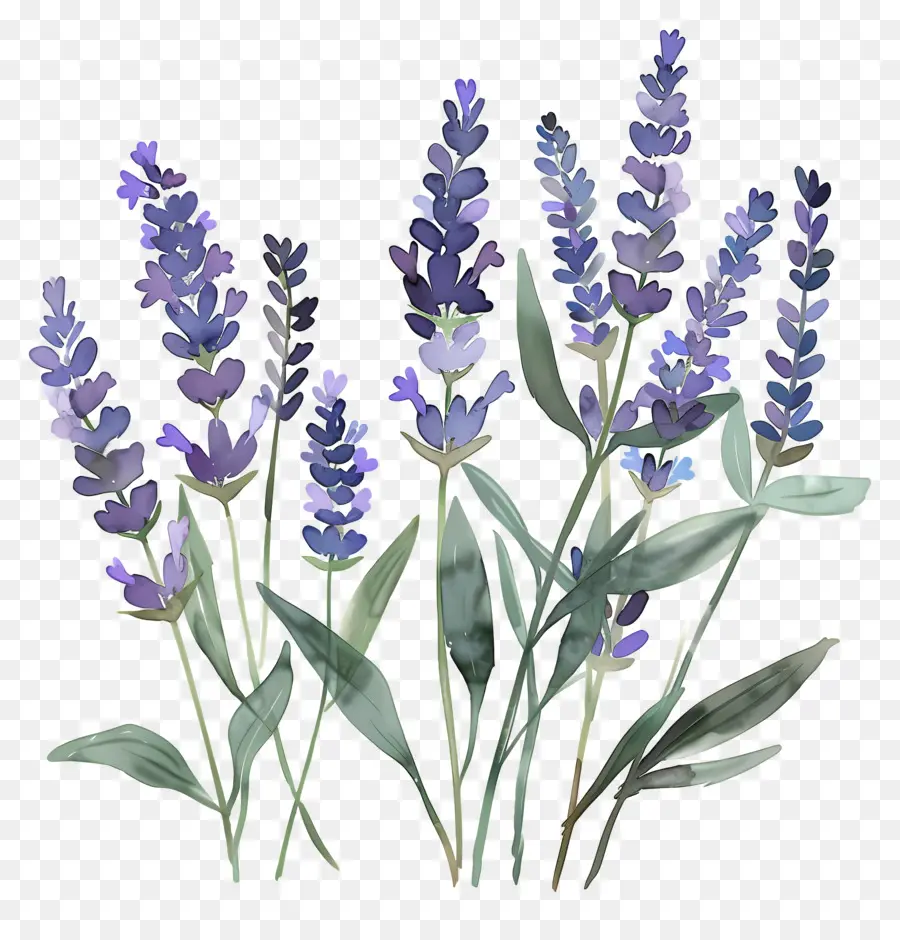 Lavender，Bunga PNG