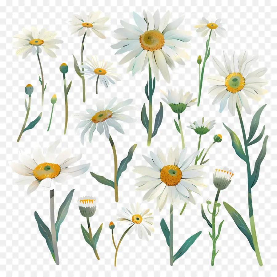 Mimbar，Bunga Daisy Putih PNG