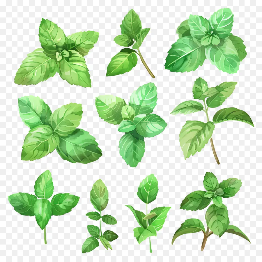 Permen，Daun Mint PNG