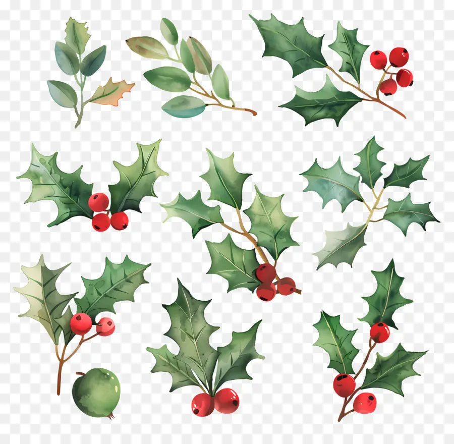 Holly，Holly Daun PNG