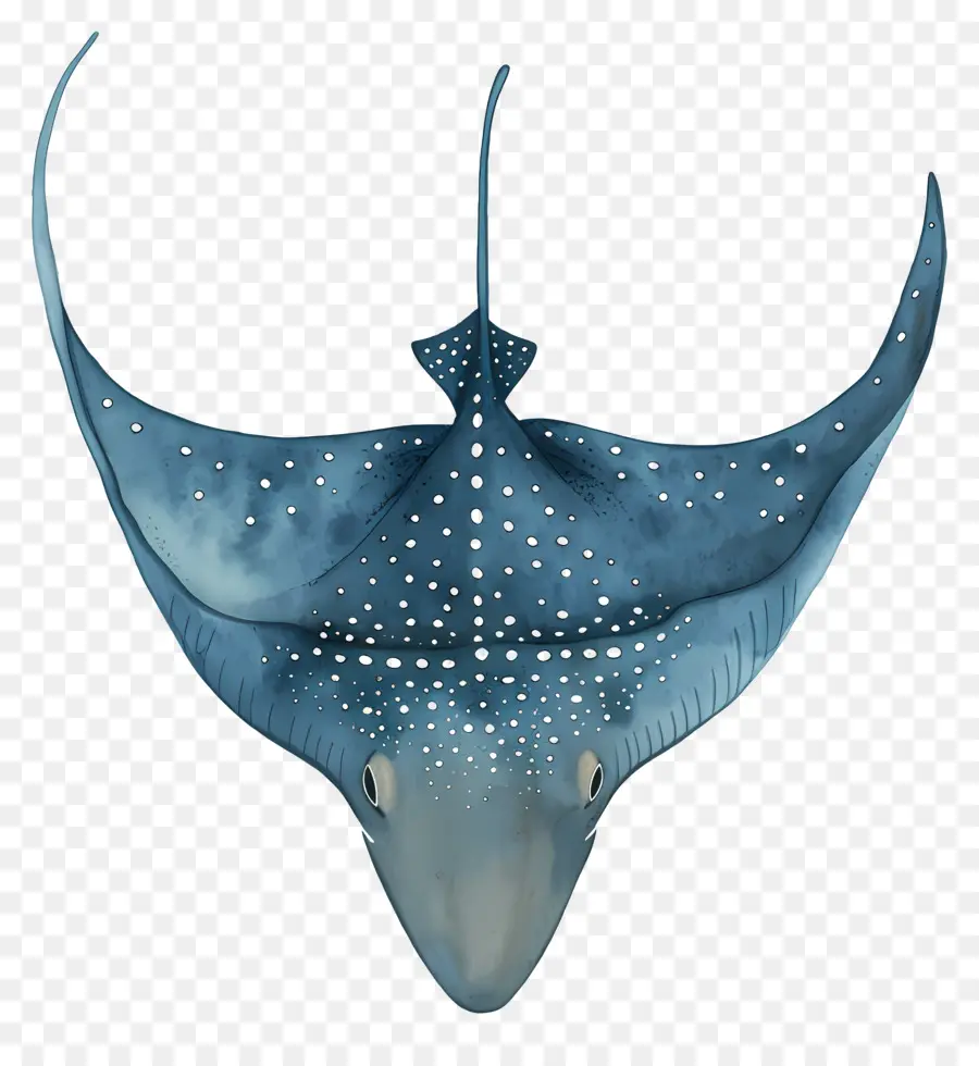 Ikan Pari，Manta Ray PNG