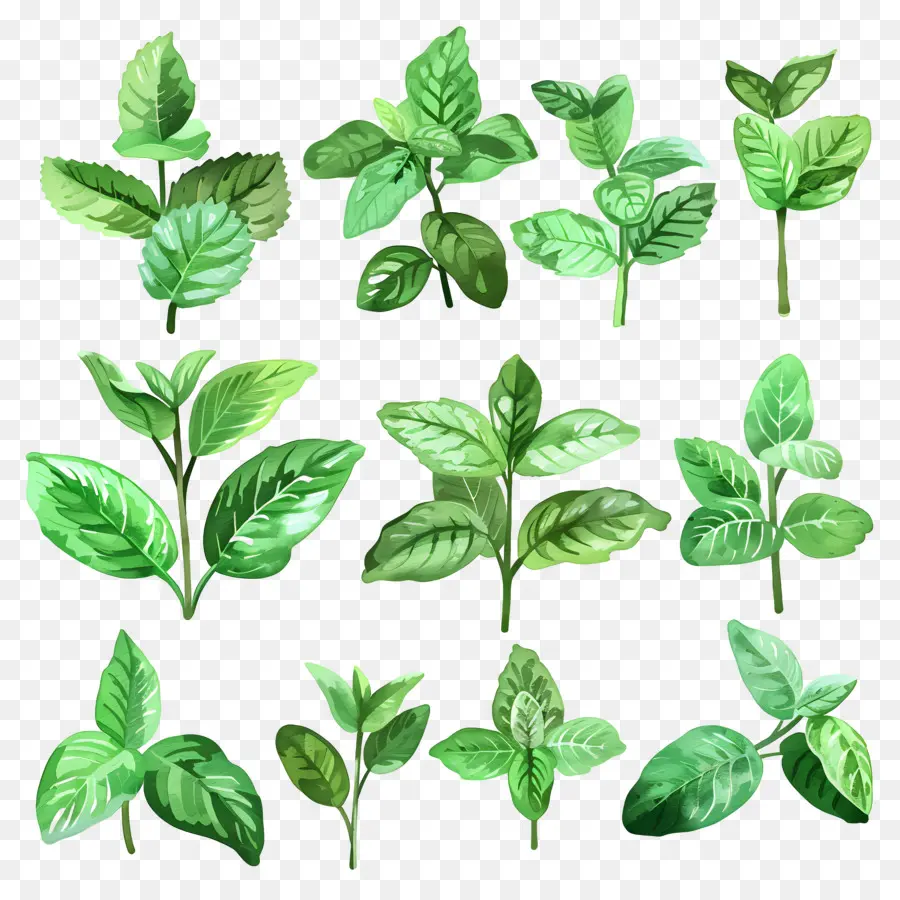 Permen，Daun Mint PNG