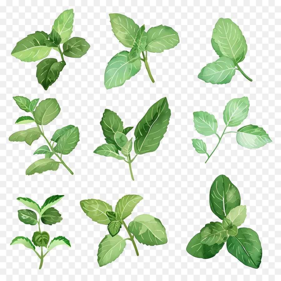 Permen，Daun Mint PNG