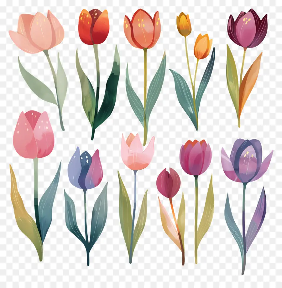 Tulip，Tulip Berwarna Warni PNG