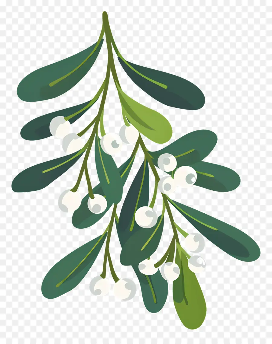 Mistletoe，Beri Putih PNG