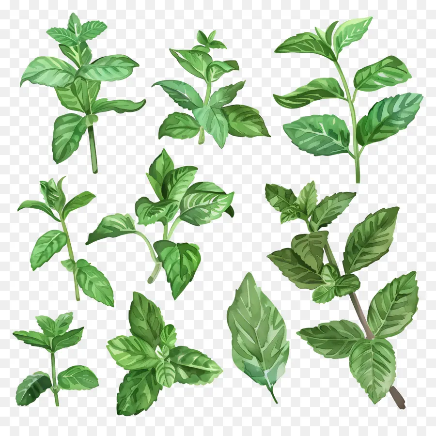 Permen，Daun Mint PNG