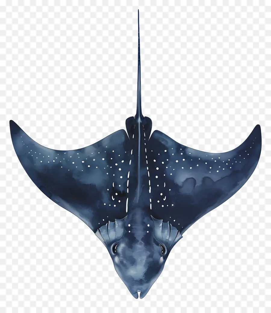 Ikan Pari，Manta Ray PNG