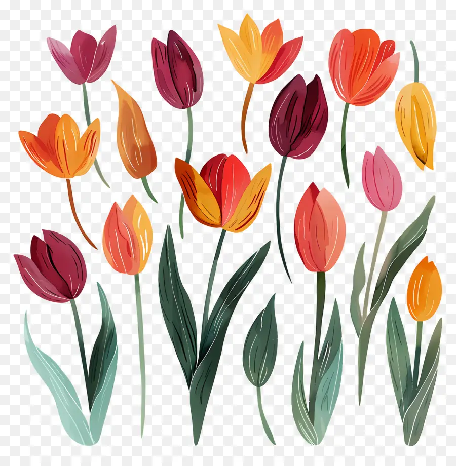 Tulip，Bunga Berwarna Warni PNG