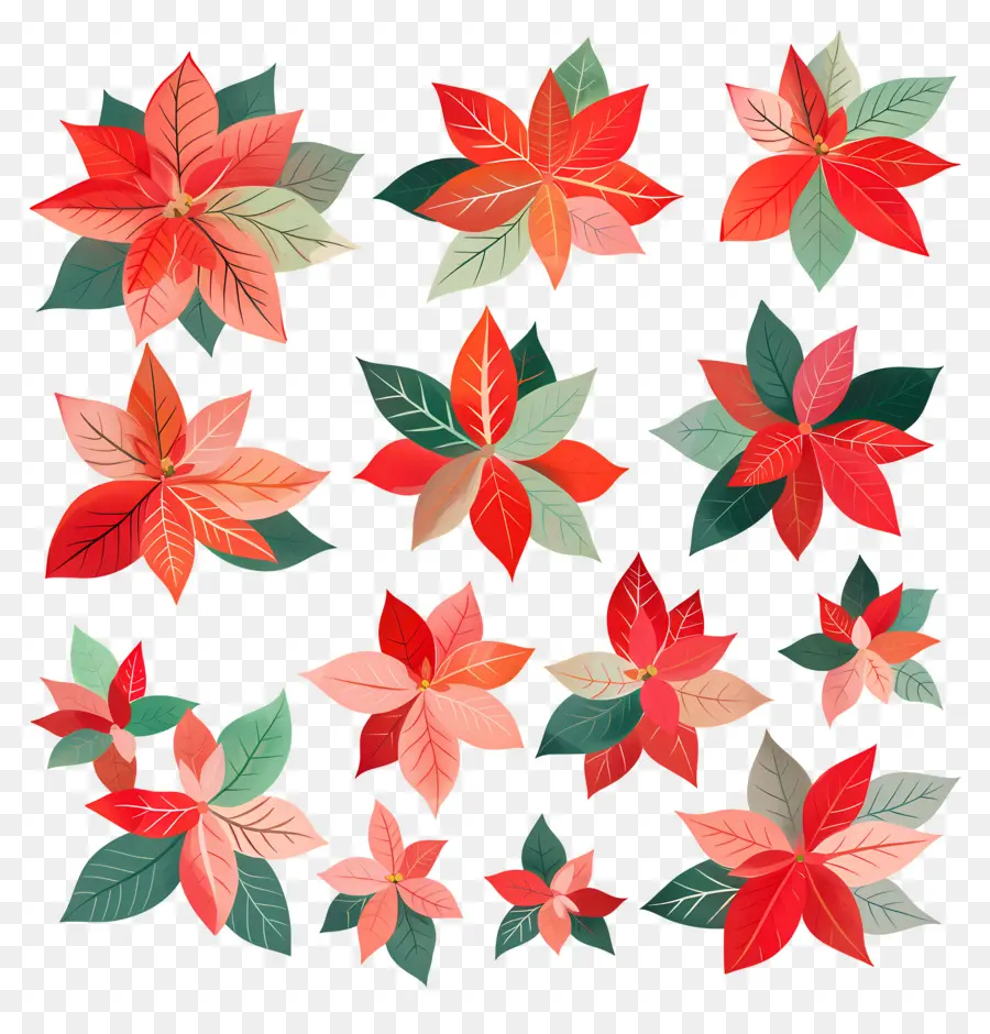 Poinsettia，Bunga Merah Dan Hijau PNG