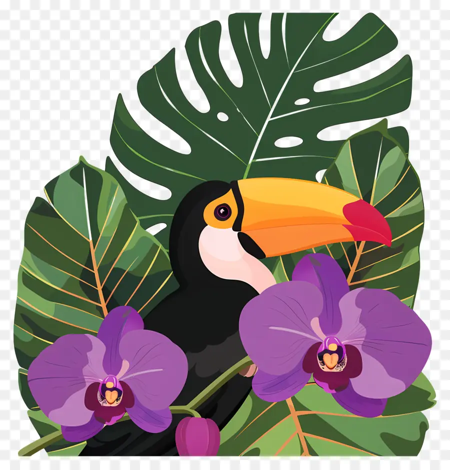 Burung Toucan，Bunga PNG