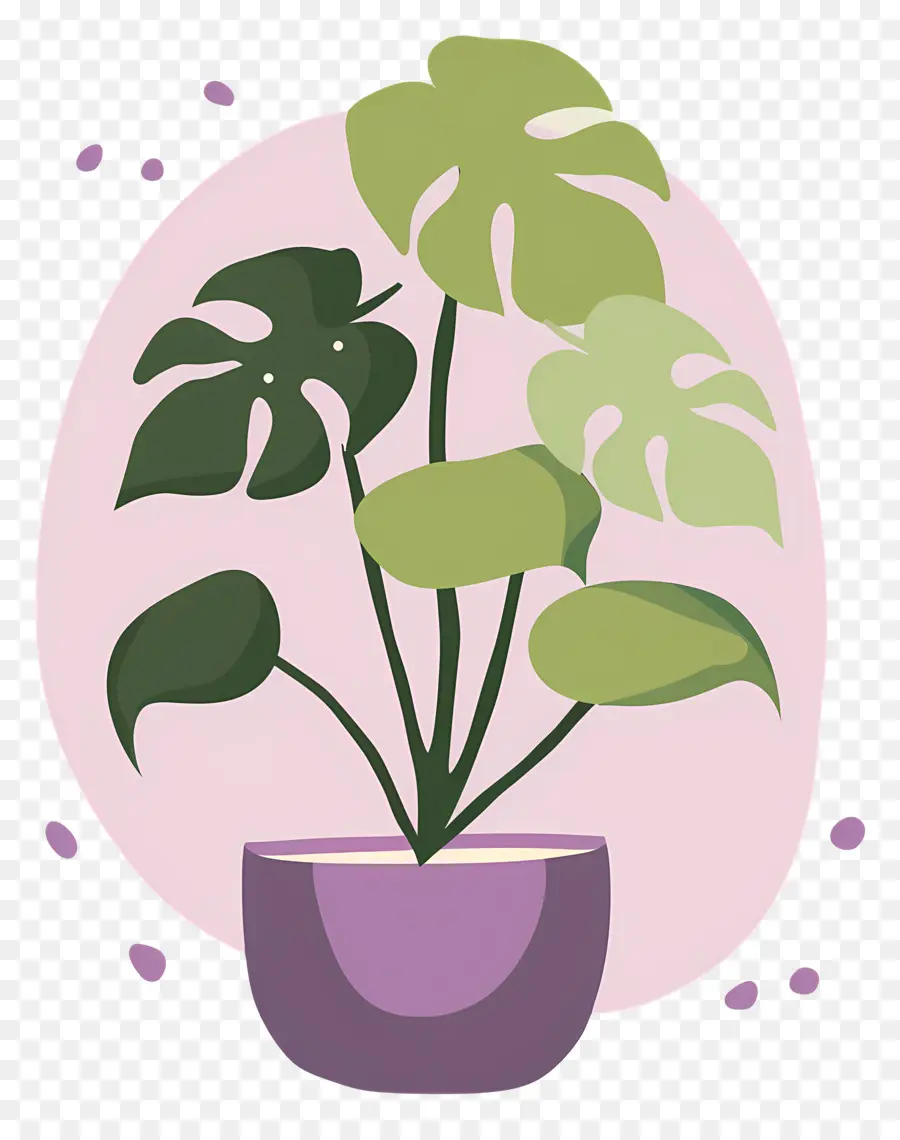 Tanaman Monstera，Tanaman Pot PNG