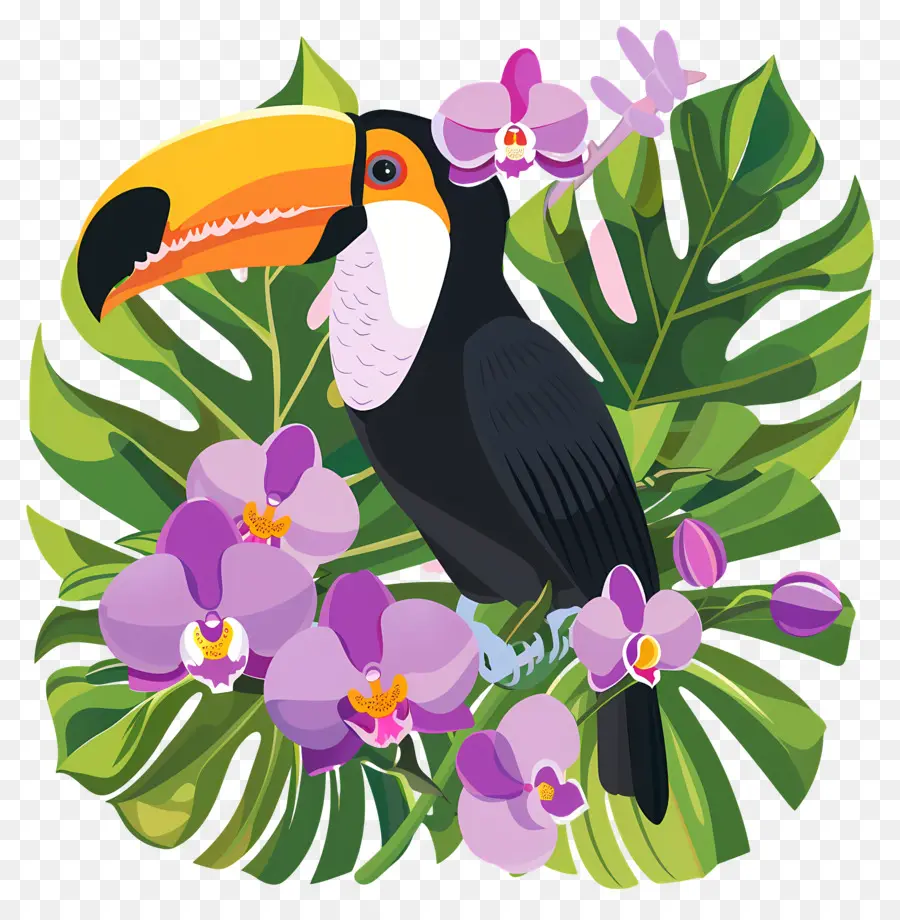 Burung Toucan，Bunga PNG