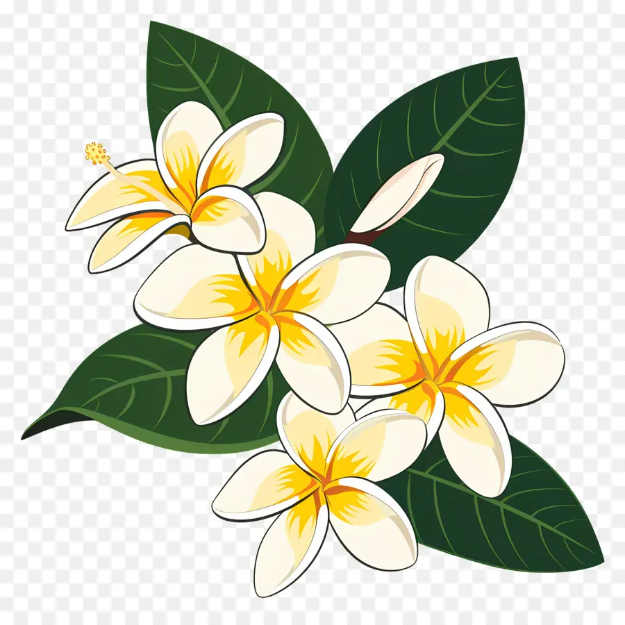 Plumeria，Bunga Putih PNG