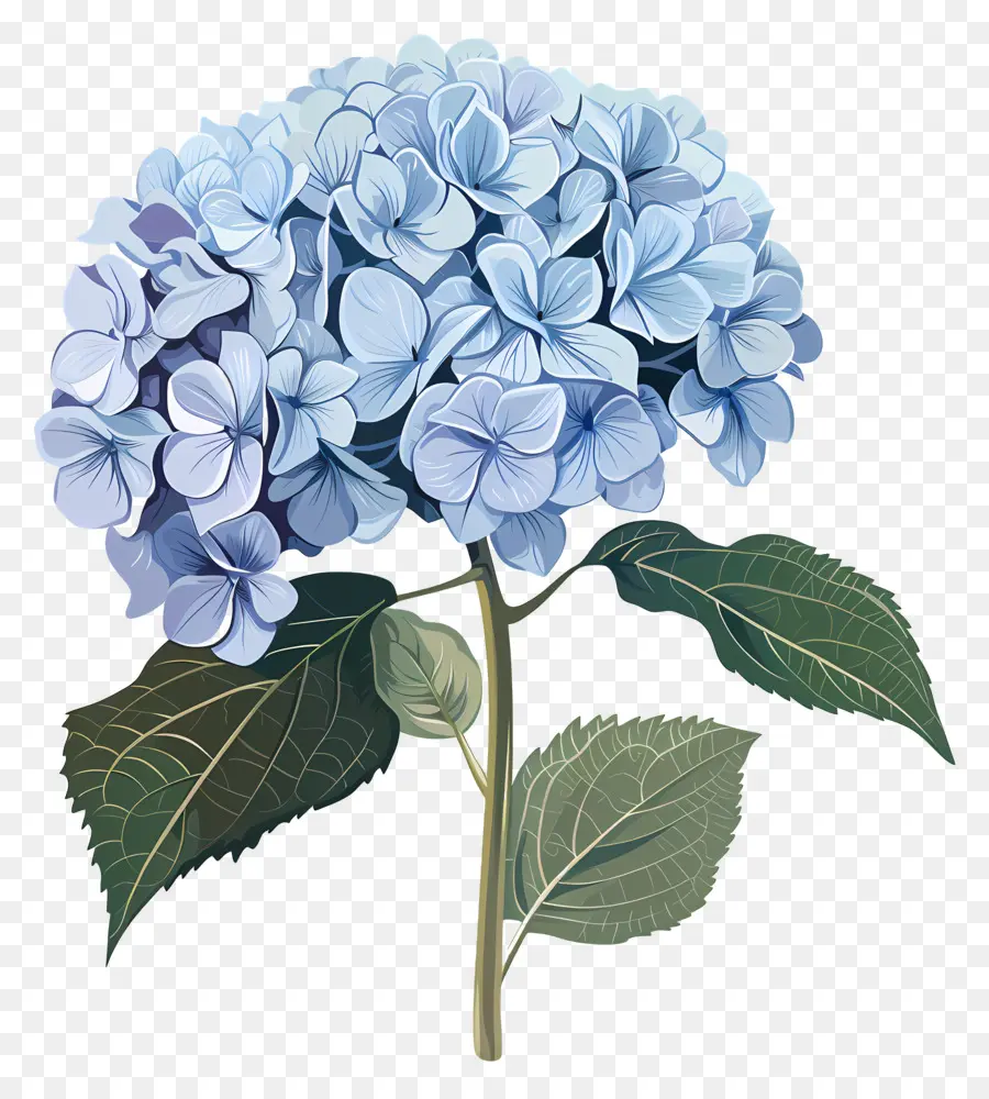 Hortensia，Mekar PNG