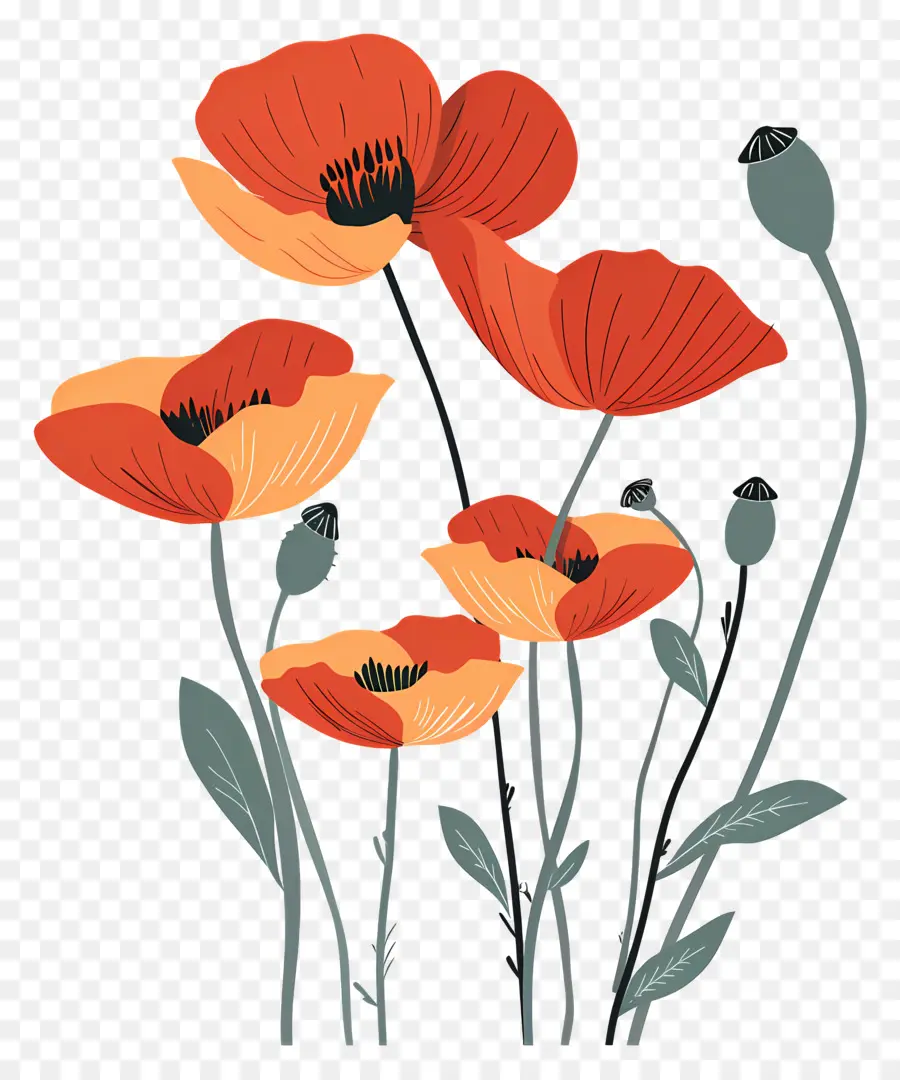 Poppies，Bunga Poppy Oranye PNG