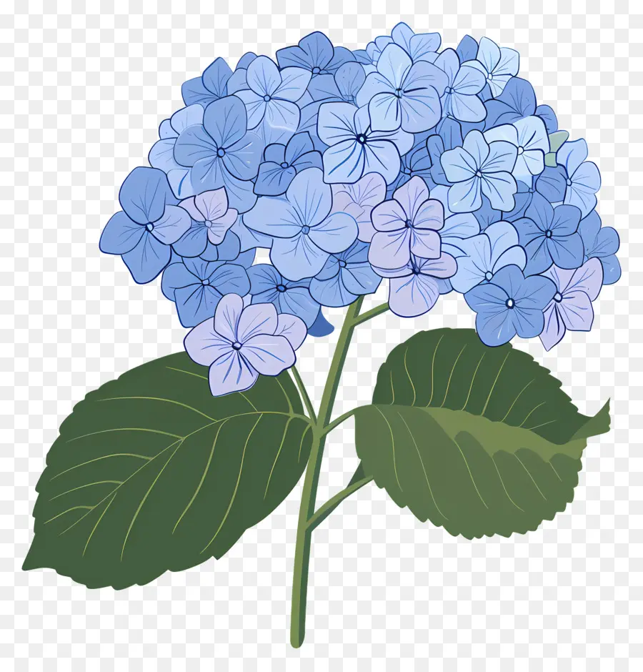 Hortensia，Biru PNG