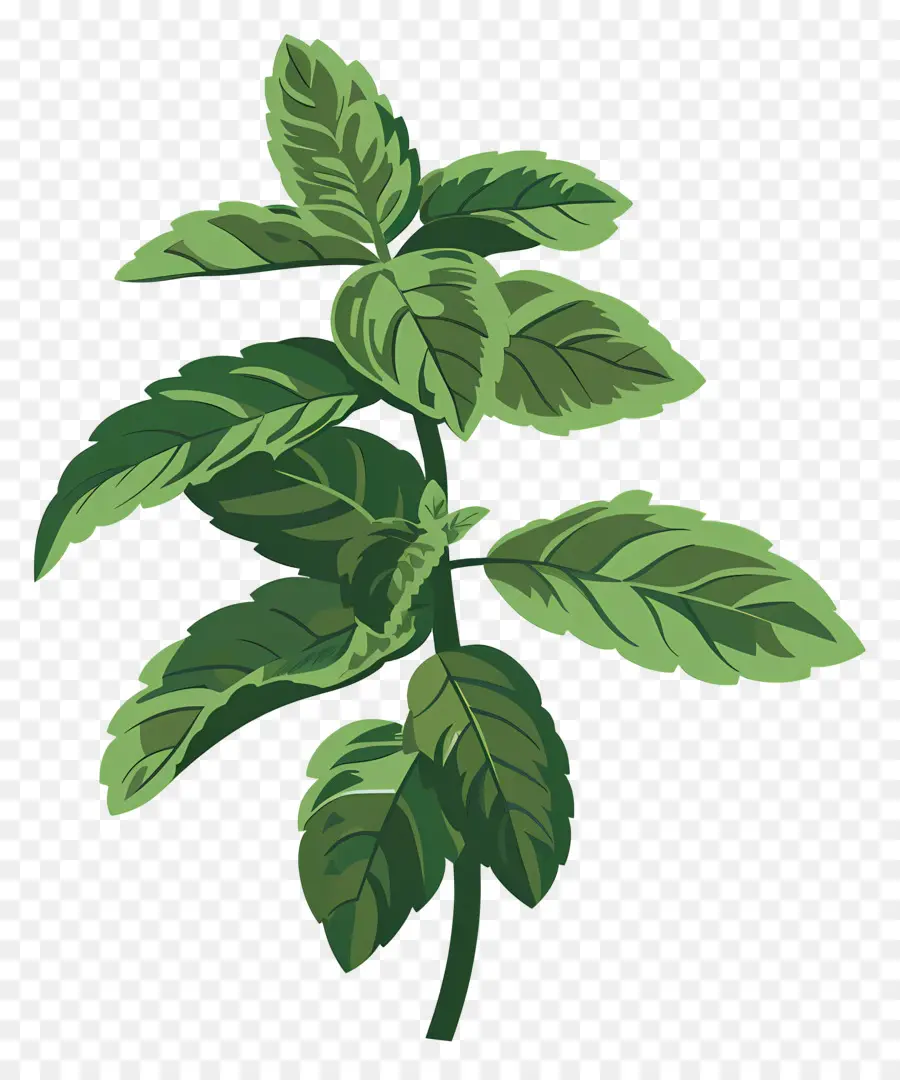 Daun Mint，Daun Hijau PNG