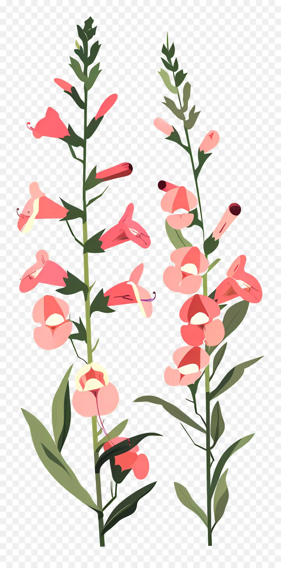 Snapdragons，Bunga Merah Muda PNG