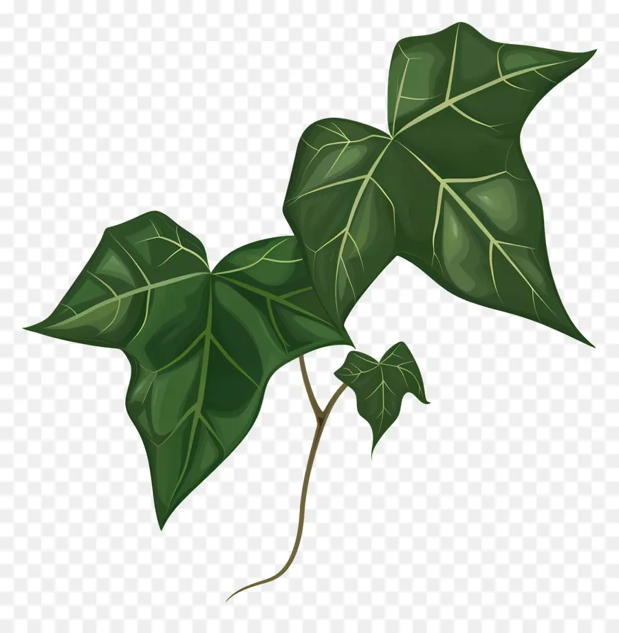 Daun Ivy，Hijau Daun PNG