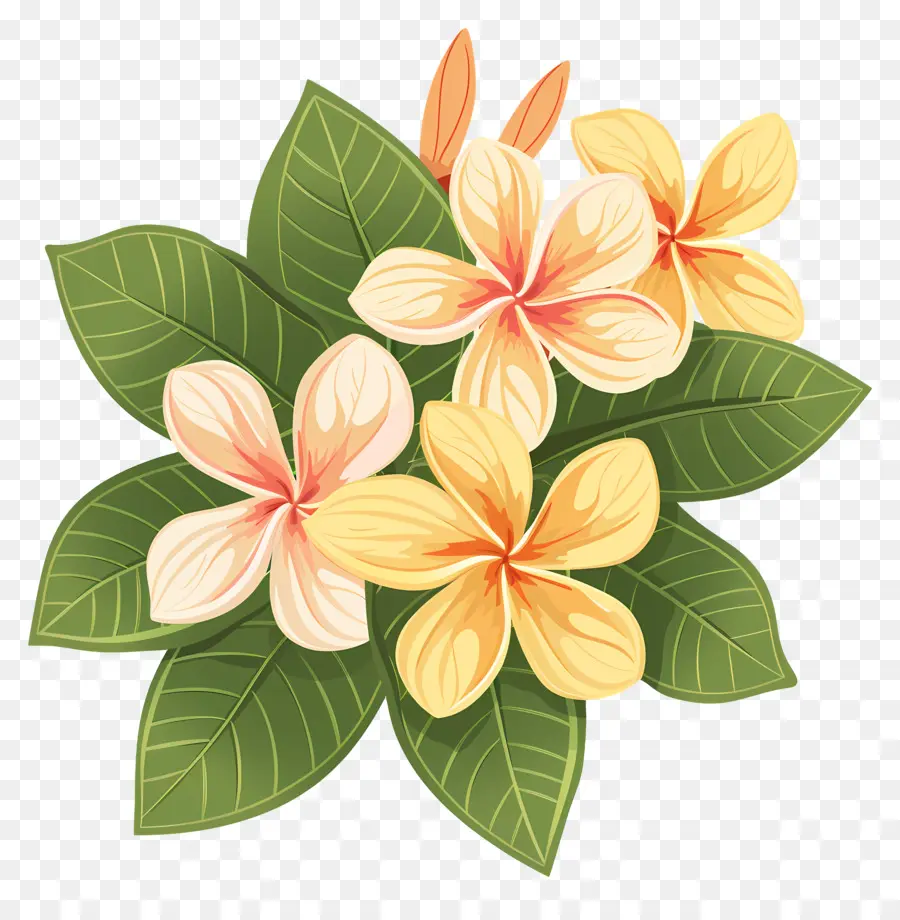 Plumeria，Bunga Kuning PNG