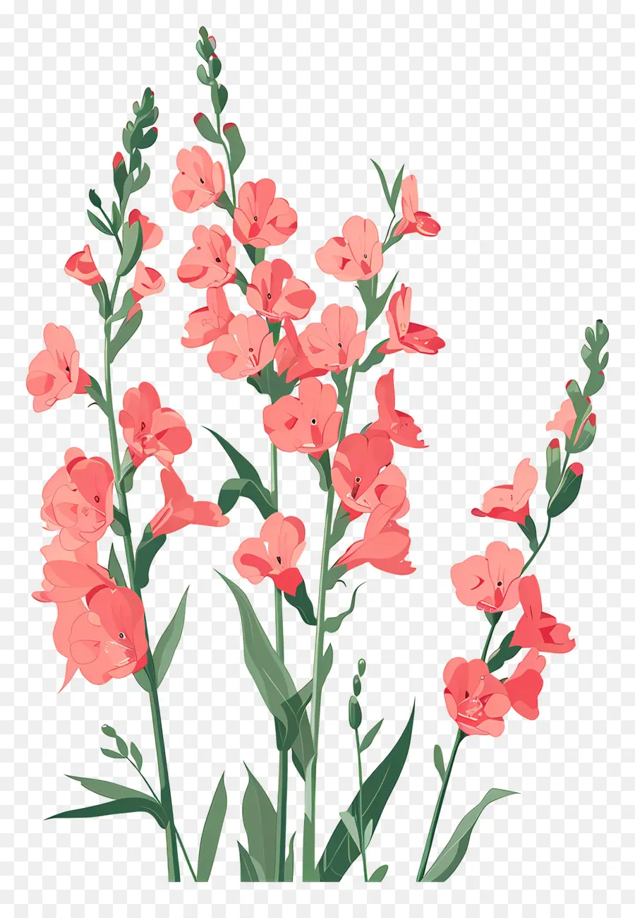 Snapdragons，Bunga Merah Muda PNG