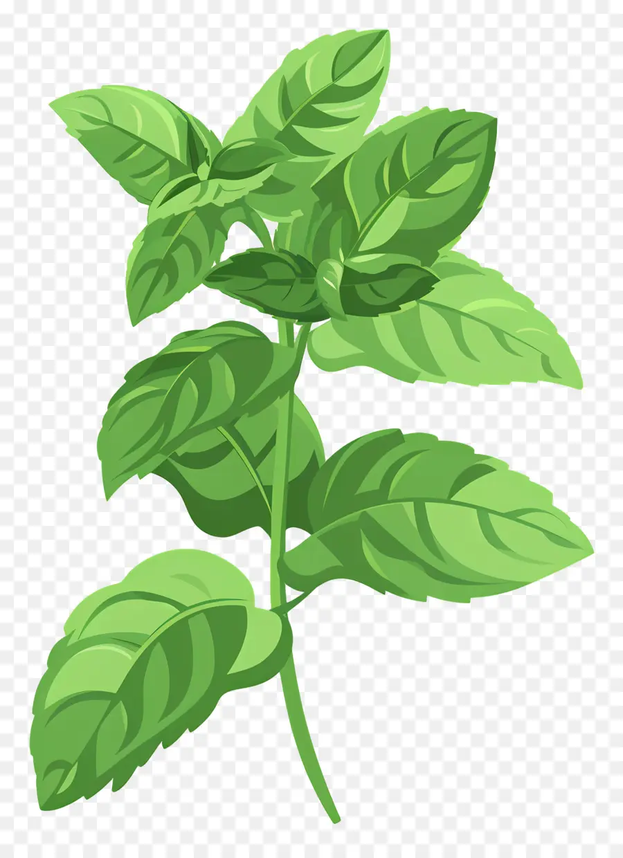 Daun Mint，Daun Hijau PNG