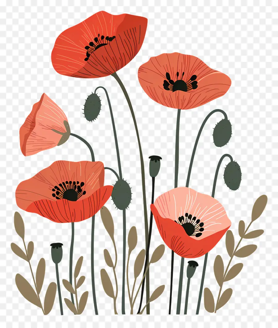 Poppies，Bunga Poppy Merah PNG