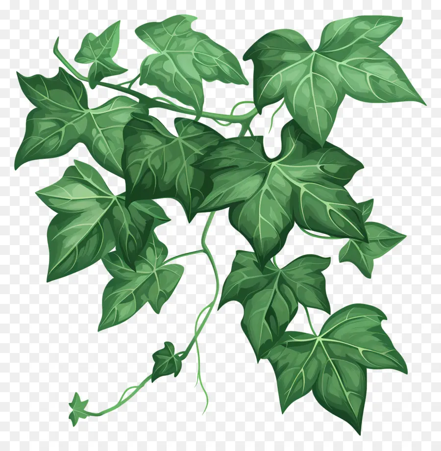 Daun Ivy，Ivy PNG